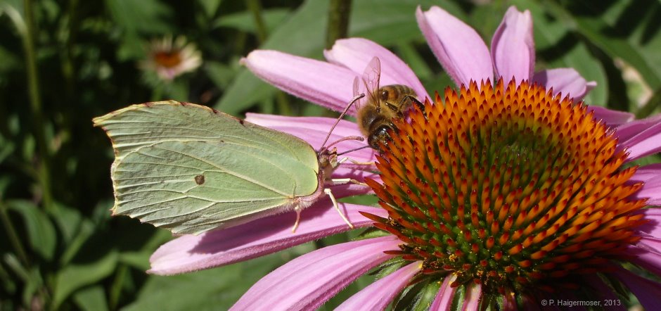 Biene mit Schmetterling
